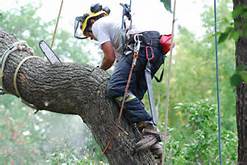 Arbor Authority