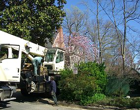 AAA Tree Service
