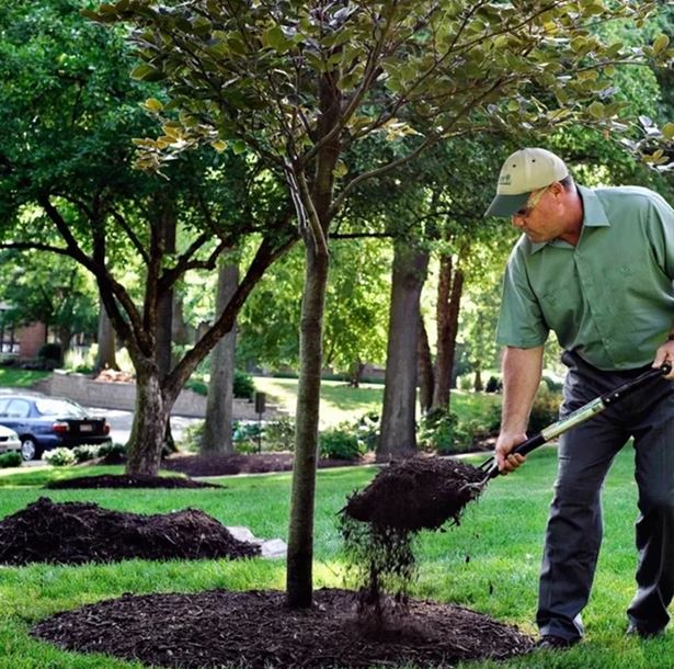 Tree Mulching North Shore | North Shore Tree Loppers