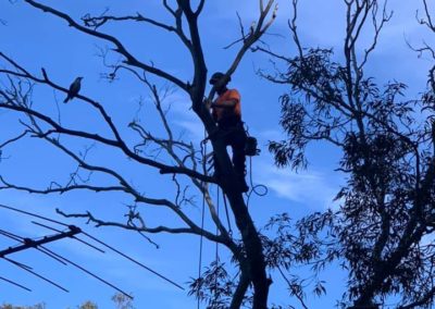 Tree Pruning Northern Beaches - Northern Beaches Garden & Trees