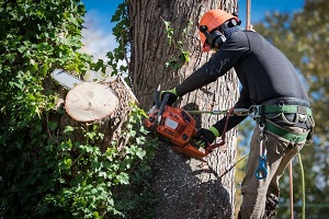 Columbia Tree Care Services