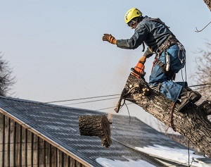 Carlsbad Tree Service