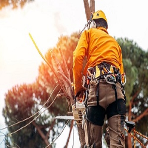 Perris Tree Service