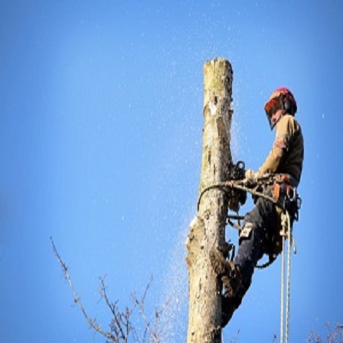 Palmdale Tree Service