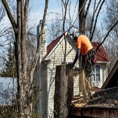 Chula Vista Tree Service