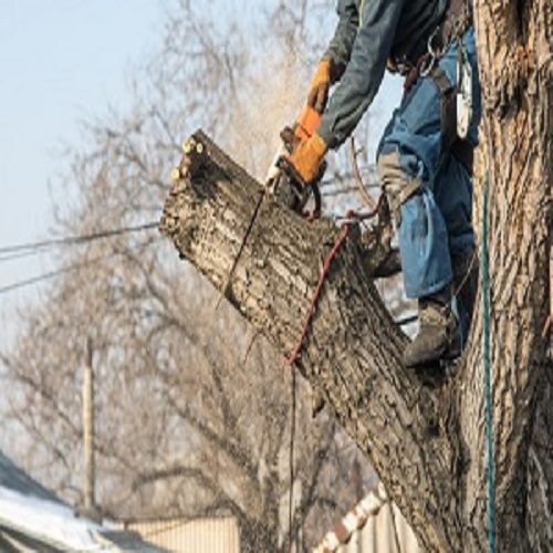 Hanford Tree Service