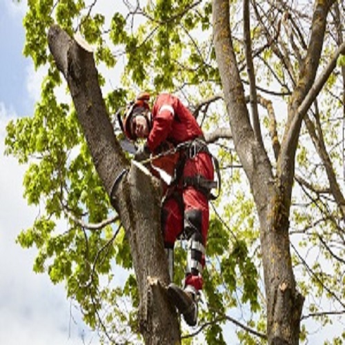 Union City Tree Service