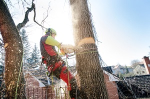 Santa Monica Tree Service