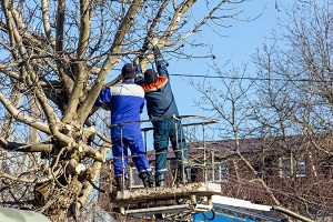 Cottonwood Heights Tree Services