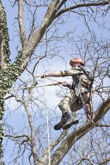 Lodi Tree Service