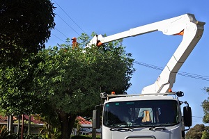 Linden Tree Services