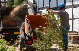 Weslaco Tree Services
