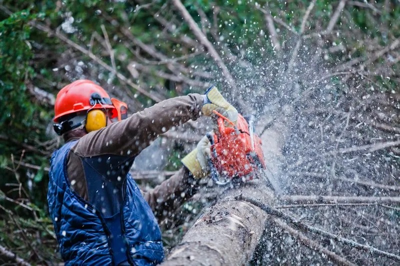 Carmel Tree Service