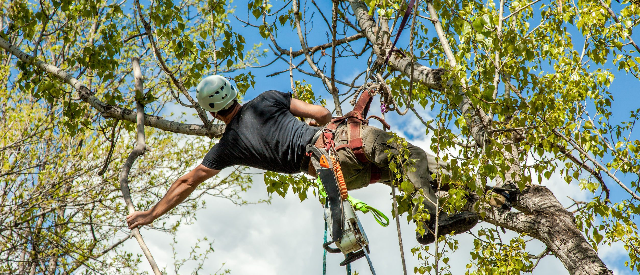 Moik Tree Service Joliet Illinoi