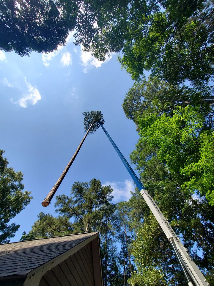 oaklandtreetrimming@offilive.com