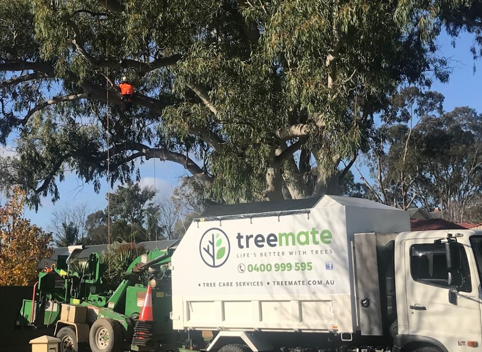 Treemate