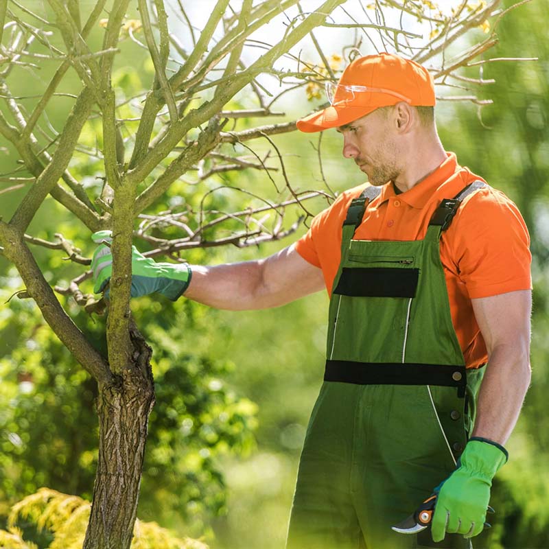 Oslo TreService - Trefelling Og Trepleie Ekspert
