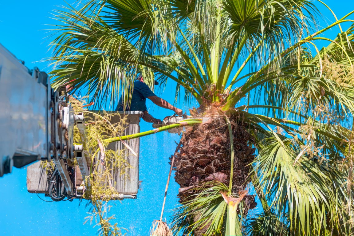 Tiki Tree Service Palm City