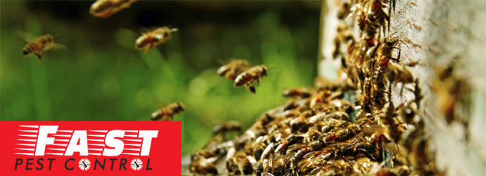 Pest Control Berwick
