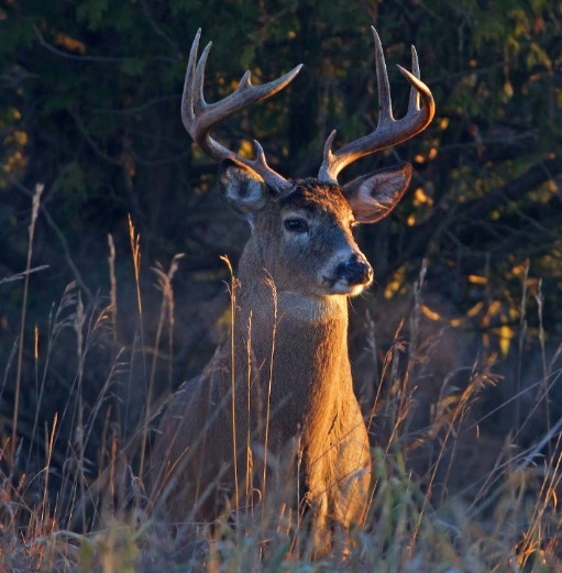 Whitetail Septic Oklahoma company