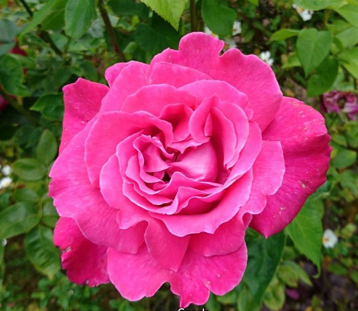 Violet Rose Garden Company