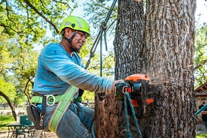 Los Feliz Tree Service